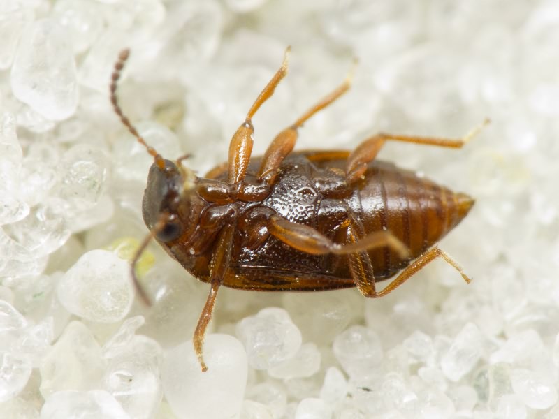 Anthobium atrocephalum (Gyllenhal, 1827)